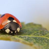 Seven Spot Ladybird 6 